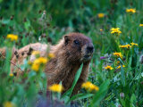 Marmot  CO