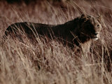 A Portrait of a Female African Lion Standing in Tall Grass at Twilight