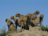 A Group of African Cheetahs Scan Their Territory for Predators and Prey