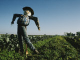 A Smiling Scarecrow Stands Guard over Pumpkin Fields