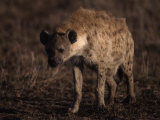Spotted Hyena  Crocuta Crocuta