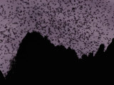 A Cloud of Bats Fills the Twilight Sky over Sarawak