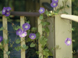 Purple Flowers Bloom on a Vine That Wraps Around a Wooden Fence