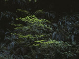 Ferns Growing in the Olympic Peninsulas Temperate Rain Forest