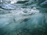 Spearfishing in the Bay
