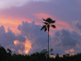 A Palm Tree Silhouetted against a Colorful Cuban Sunset