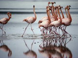 Flamingos