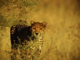 An African Cheetah Watches the Photographer