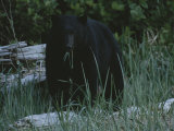 A Close View of a Black Bear Standing in Tall Grasses Near a Log