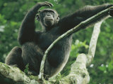 A Male Chimpanzee Dubbed Cole Lounges in the Branches of a Tree