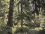 A Scenic View Through a Northern Washington Rain Forest