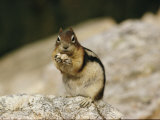 Close View of a Chipmunk