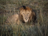 A Close View of a Majestic Looking African Lion