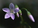 A Spring Beauty Flower in Rock Creek Park