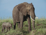 An African Elephant with Her Calf