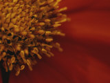 Close View of a Zinnia