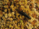 A Rough-Skinned Newt Crawls Across a Patch of Bright Orange Moss
