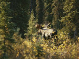 A Moose in Denali National Park