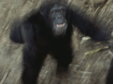 An Angry Adult Male Chimpanzee (Pan Troglodytes)