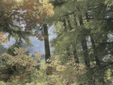 Autumn Color Adds Brillance to a Woodland View