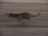 An African Cheetah Becomes a Blur as it Sprints Towards its Next Meal