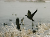 Canada Geese Land on the Water