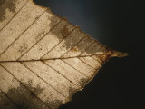 A Close View of a Leaf in Autumn Colors