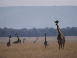 Reticulated Giraffes Survey a Plain