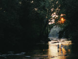 A Couple Fish on a River in the Low Sunlight