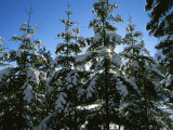 Snow-Covered Pine Trees on a Cold Sunny Winter Day in Canada