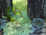 A Cinnamon Vine and Foliose Lichen Growing on a Wooden Fence
