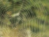 A Close View of the Web of an Orb Weaver Spider