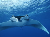 A Pair of Remoras Hitch a Ride on a Manta Ray  Manta Birostris