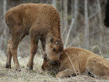 A Wood Buffalo Calf Nuzzles its Twin