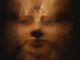A Time Exposure Zoom Portrait of the Statue of Pharoah Amunhotep Ii