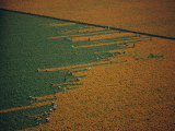 Aerial View of Workers in a Marigold Field