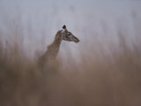 Profile of a Reticulated Giraffe in the Grass