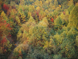 A Bicyclist Emerges from the Forest in This Autumn Scene