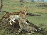 A Cheetah and Her Cubs Rest on a Dirt Mound