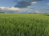 Wide Open Spaces of the Saskatchewan Plains North of Balcarres