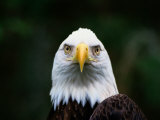 American Bald Eagle
