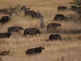 A Herd of Cape Buffalo Grazes on a Savanna