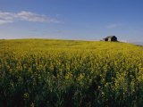 Flax Fields Across the Saskatchewan Plain