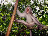 Long-Tailed Macaque (Macaca Fascicularis)