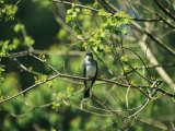 A Tree Swallow Perched on a Tree Branch with New Spring Foliage
