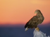 A White-Tailed Sea Eagle Perches on a Chunk of Sea Ice at Sunrise