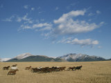 Mares Running over the Prairie with the Rocky Mountains in Background