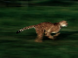 A Cheetah Named Kenya Runs at the Home of its Trainer