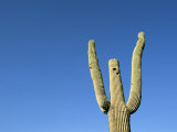 Saguaro Cactus against a Brilliant Blue Sky