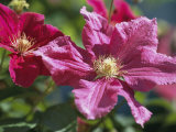 Close View of Clematis Flowers